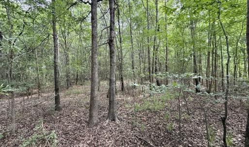 Photo #10 of 02 Titan Roberts Rd, Erwin, NC 50.0 acres