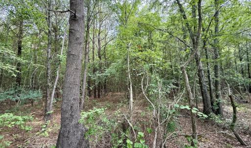 Photo #22 of 02 Titan Roberts Rd, Erwin, NC 50.0 acres