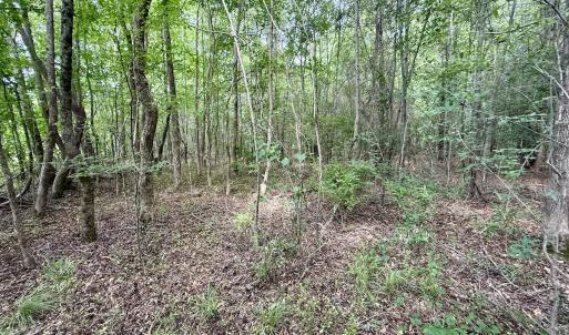 Photo #24 of 02 Titan Roberts Rd, Erwin, NC 50.0 acres