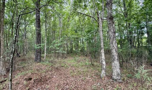 Photo #26 of 02 Titan Roberts Rd, Erwin, NC 50.0 acres