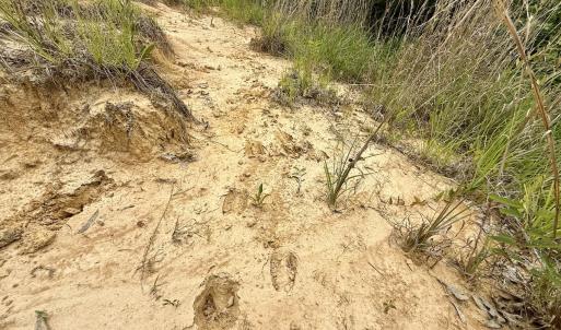 Photo #38 of 02 Titan Roberts Rd, Erwin, NC 50.0 acres
