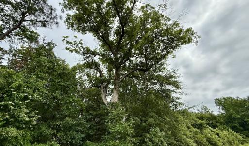 Photo #39 of 02 Titan Roberts Rd, Erwin, NC 50.0 acres