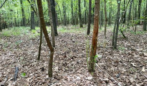 Photo #40 of 02 Titan Roberts Rd, Erwin, NC 50.0 acres