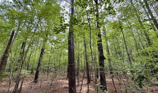 Photo #8 of 02 Titan Roberts Rd, Erwin, NC 50.0 acres