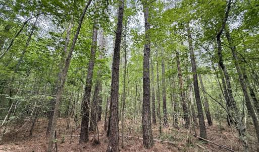 Photo #9 of 02 Titan Roberts Rd, Erwin, NC 50.0 acres