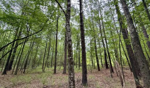 Photo #42 of 02 Titan Roberts Rd, Erwin, NC 50.0 acres