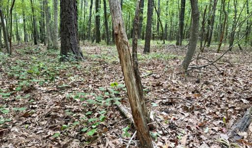 Photo #50 of 02 Titan Roberts Rd, Erwin, NC 50.0 acres