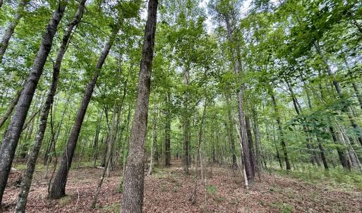 Photo #51 of 02 Titan Roberts Rd, Erwin, NC 50.0 acres