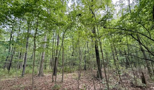 Photo #52 of 02 Titan Roberts Rd, Erwin, NC 50.0 acres