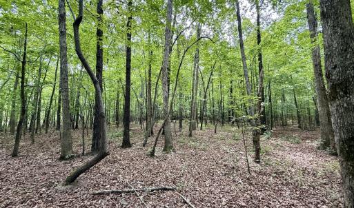 Photo #54 of 02 Titan Roberts Rd, Erwin, NC 50.0 acres