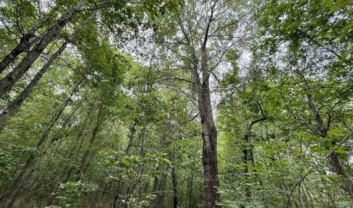 Photo #10 of 01 Titan Roberts Rd, Erwin, NC 45.0 acres