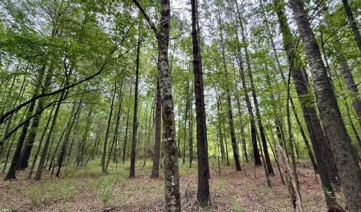 Photo #11 of 01 Titan Roberts Rd, Erwin, NC 45.0 acres
