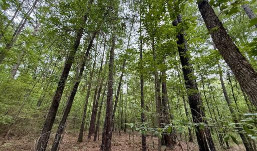 Photo #12 of 01 Titan Roberts Rd, Erwin, NC 45.0 acres