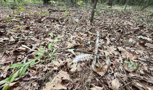 Photo #16 of 01 Titan Roberts Rd, Erwin, NC 45.0 acres