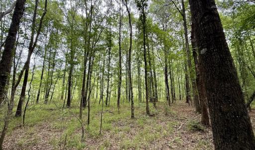 Photo #17 of 01 Titan Roberts Rd, Erwin, NC 45.0 acres