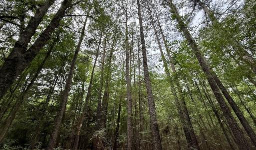 Photo #18 of 01 Titan Roberts Rd, Erwin, NC 45.0 acres