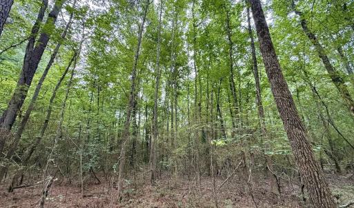 Photo #19 of 01 Titan Roberts Rd, Erwin, NC 45.0 acres