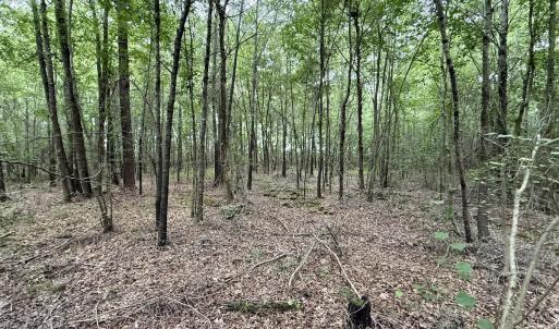 Photo #20 of 01 Titan Roberts Rd, Erwin, NC 45.0 acres