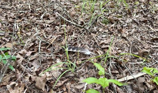 Photo #22 of 01 Titan Roberts Rd, Erwin, NC 45.0 acres