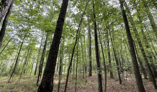 Photo #4 of 01 Titan Roberts Rd, Erwin, NC 45.0 acres