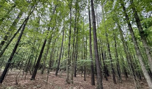 Photo #5 of 01 Titan Roberts Rd, Erwin, NC 45.0 acres