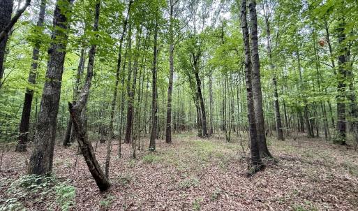 Photo #6 of 01 Titan Roberts Rd, Erwin, NC 45.0 acres