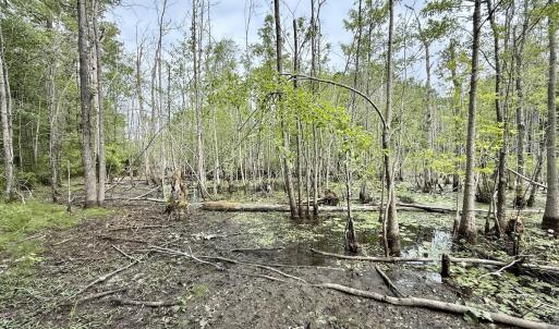 Photo #7 of 01 Titan Roberts Rd, Erwin, NC 45.0 acres