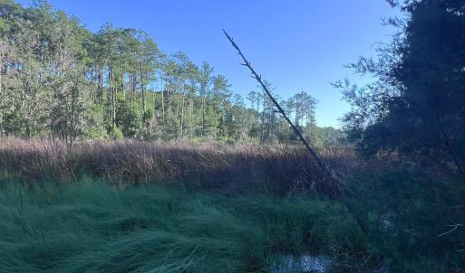 Photo #13 of Off Jarvis Landing Rd, Aurora, NC 14.1 acres