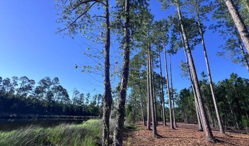 Photo #15 of Off Jarvis Landing Rd, Aurora, NC 14.1 acres