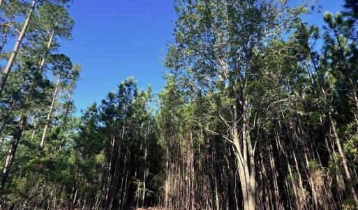 Photo #16 of Off Jarvis Landing Rd, Aurora, NC 14.1 acres