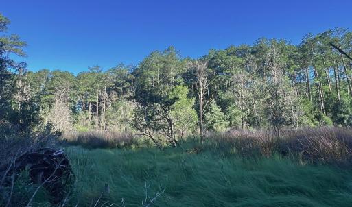 Photo #18 of Off Jarvis Landing Rd, Aurora, NC 14.1 acres