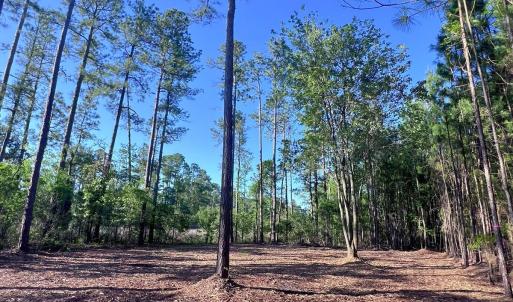 Photo #19 of Off Jarvis Landing Rd, Aurora, NC 14.1 acres