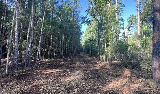 Photo #21 of Off Jarvis Landing Rd, Aurora, NC 14.1 acres