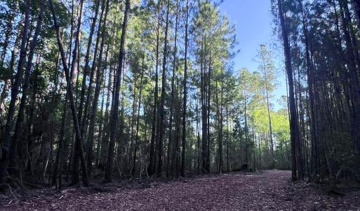 Photo #23 of Off Jarvis Landing Rd, Aurora, NC 14.1 acres