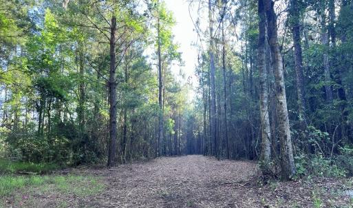 Photo #24 of Off Jarvis Landing Rd, Aurora, NC 14.1 acres