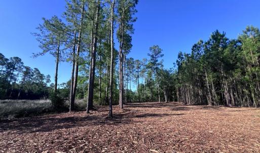 Photo #3 of Off Jarvis Landing Rd, Aurora, NC 14.1 acres