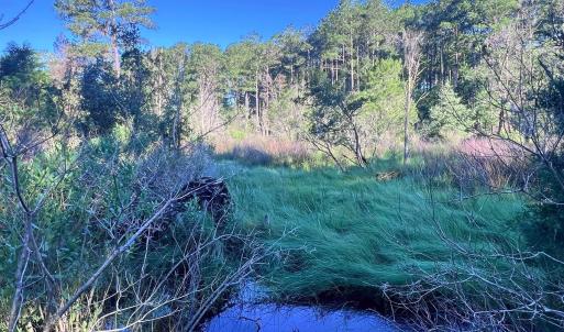 Photo #4 of Off Jarvis Landing Rd, Aurora, NC 14.1 acres