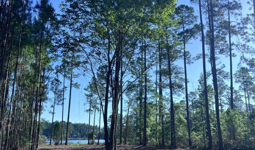 Photo #6 of Off Jarvis Landing Rd, Aurora, NC 14.1 acres