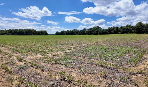 Photo #78 of 1428 Deberrys Mill Rd, Conway, NC 343.5 acres