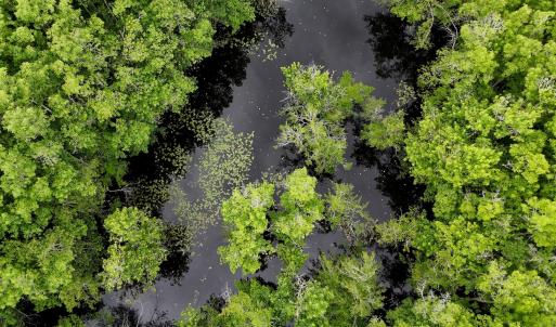 Photo #79 of 1428 Deberrys Mill Rd, Conway, NC 343.5 acres