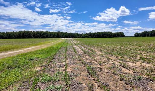 Photo #80 of 1428 Deberrys Mill Rd, Conway, NC 343.5 acres