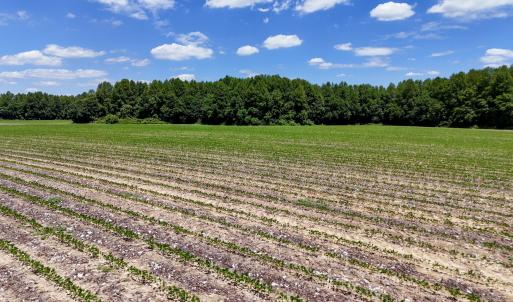 Photo #85 of 1428 Deberrys Mill Rd, Conway, NC 343.5 acres