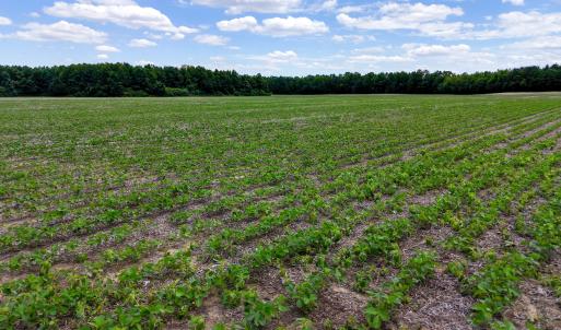 Photo #86 of 1428 Deberrys Mill Rd, Conway, NC 343.5 acres