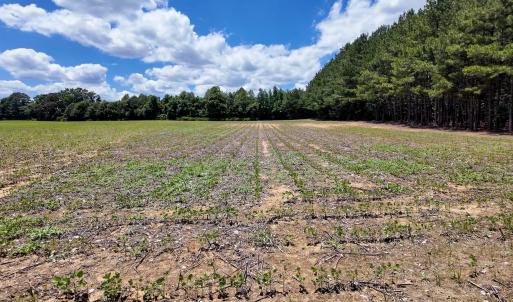 Photo #94 of 1428 Deberrys Mill Rd, Conway, NC 343.5 acres
