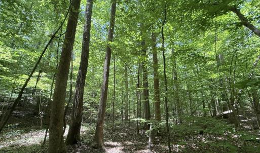 Photo #13 of Off of Buttonwood Ln Lot 5, Roxboro, NC 5.1 acres