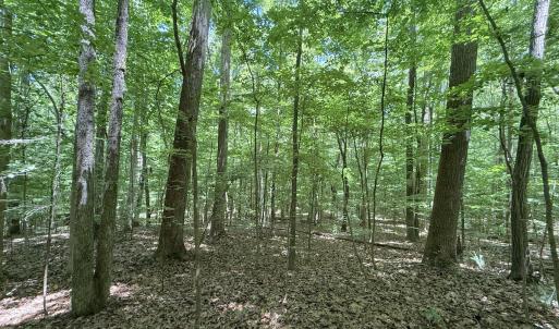 Photo #15 of Off of Buttonwood Ln Lot 5, Roxboro, NC 5.1 acres