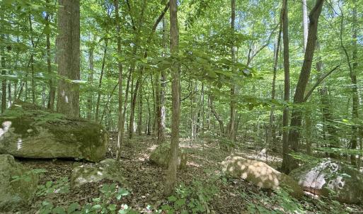 Photo #16 of Off of Buttonwood Ln Lot 5, Roxboro, NC 5.1 acres