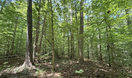 Photo #21 of Off of Buttonwood Ln Lot 5, Roxboro, NC 5.1 acres