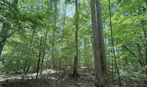 Photo #22 of Off of Buttonwood Ln Lot 5, Roxboro, NC 5.1 acres