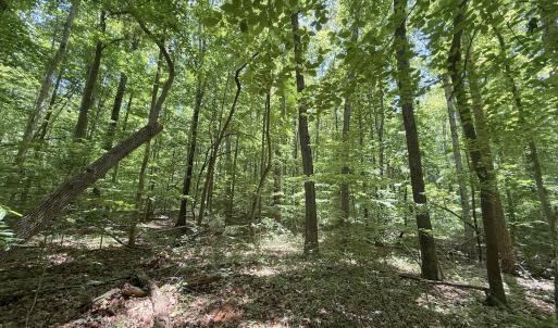 Photo #23 of Off of Buttonwood Ln Lot 5, Roxboro, NC 5.1 acres